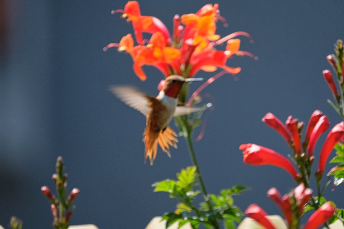 Rufous Hummingbird - ML327223101