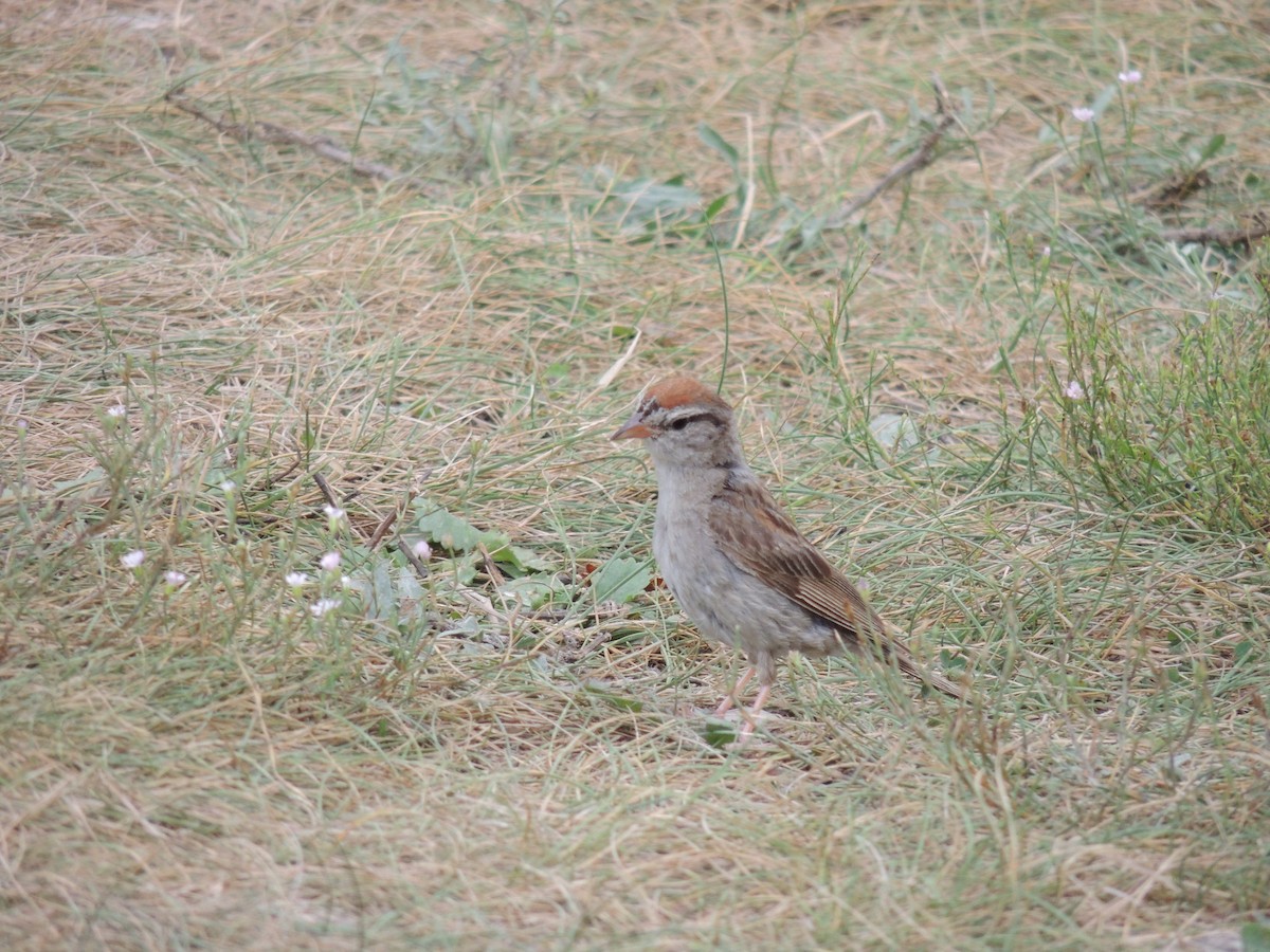 Chipping Sparrow - ML32722561