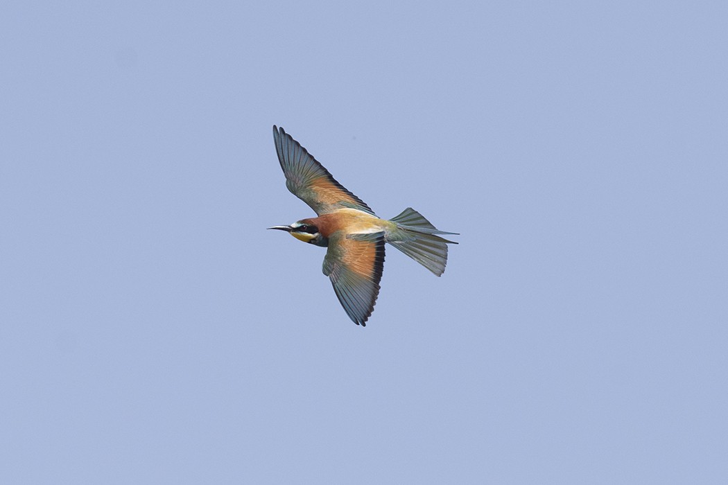 European Bee-eater - ML327231901