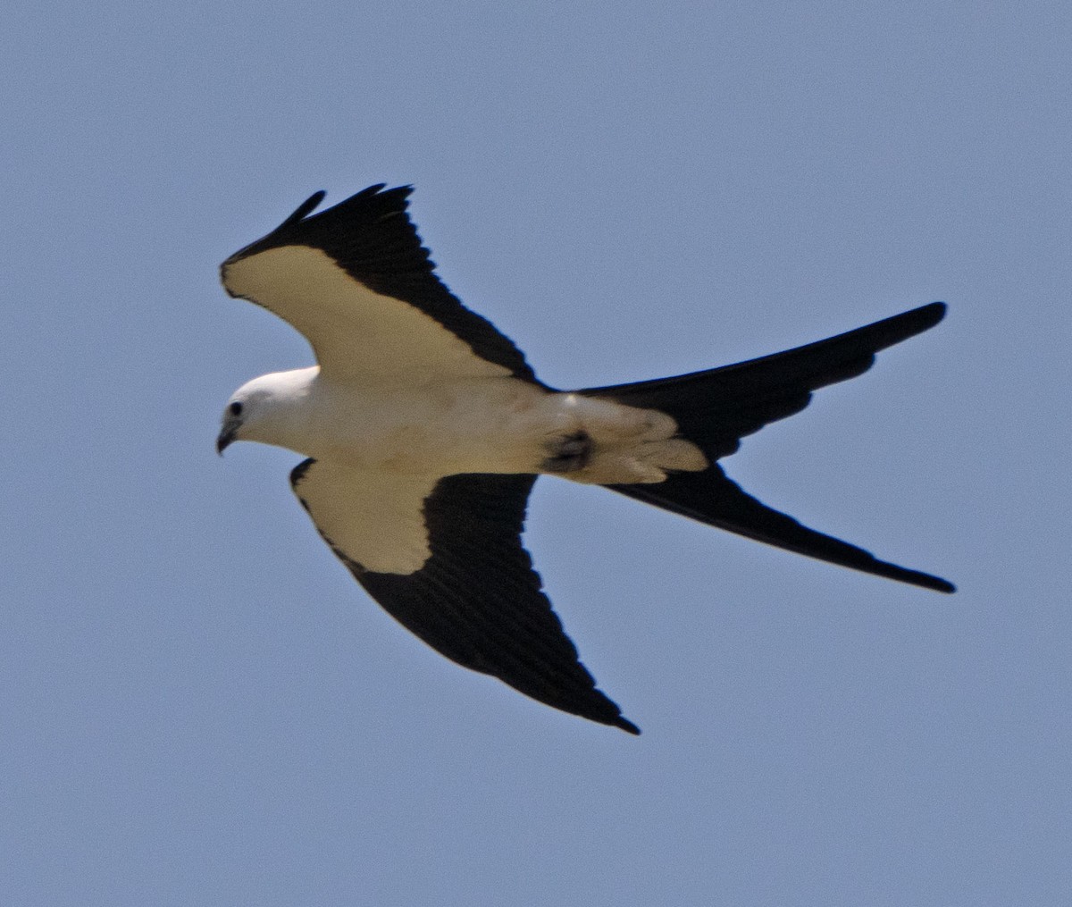 Swallow-tailed Kite - ML327235891