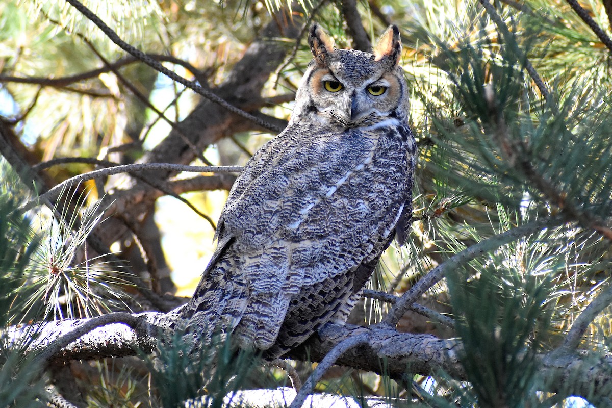 Great Horned Owl - ML327255341