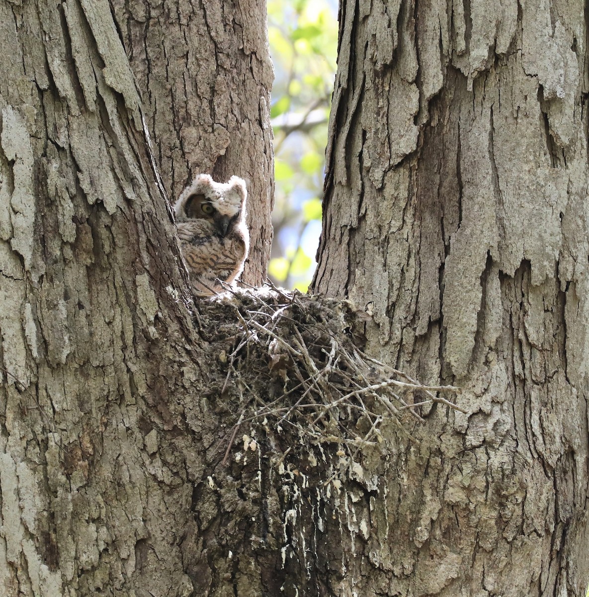 Great Horned Owl - ML327255461