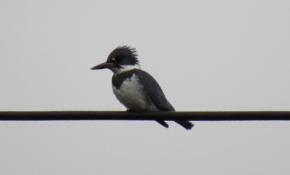 Belted Kingfisher - ML327255821