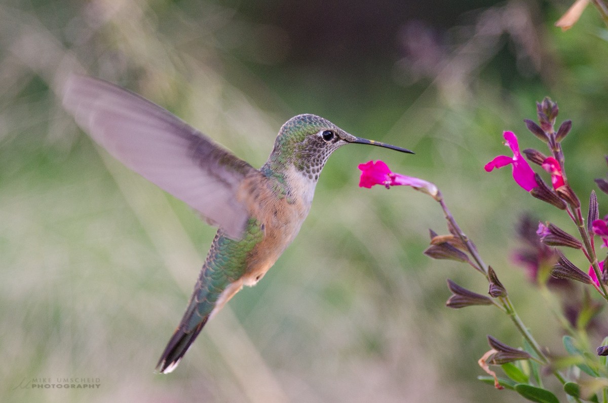 Broad-tailed Hummingbird - Mike Umscheid