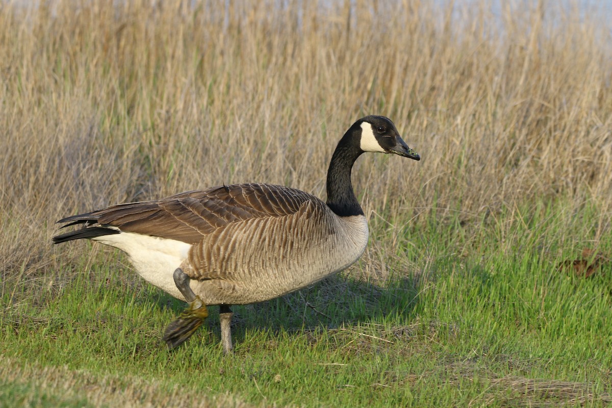 Canada Goose - Devin Griffiths