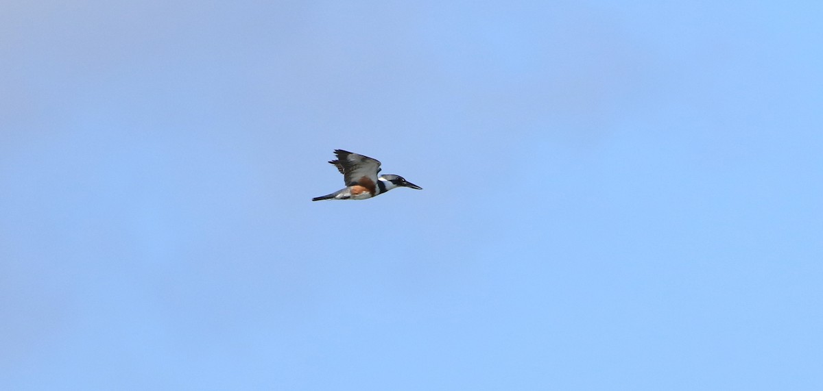 Belted Kingfisher - ML327265441