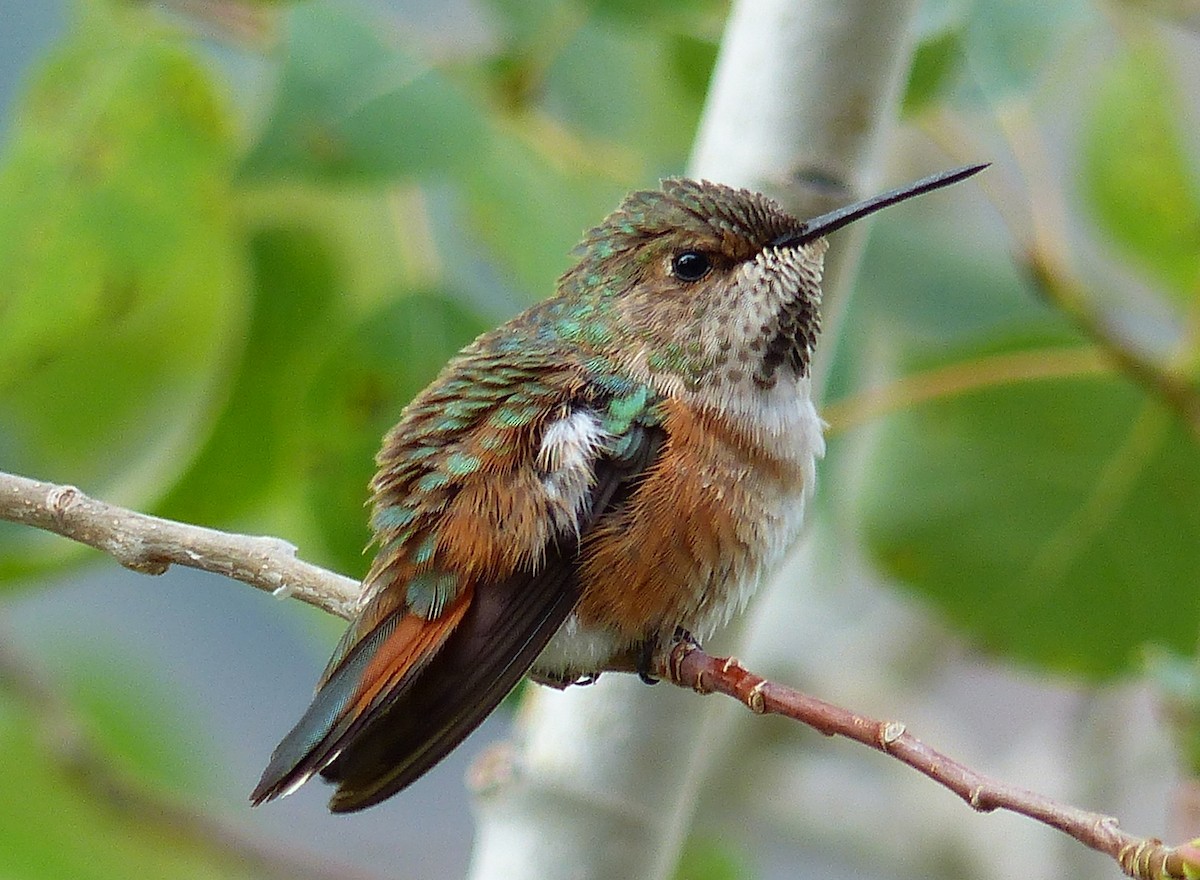 Rufous Hummingbird - Michael Emenaker