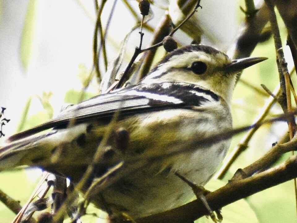 Black-and-white Warbler - ML327273721