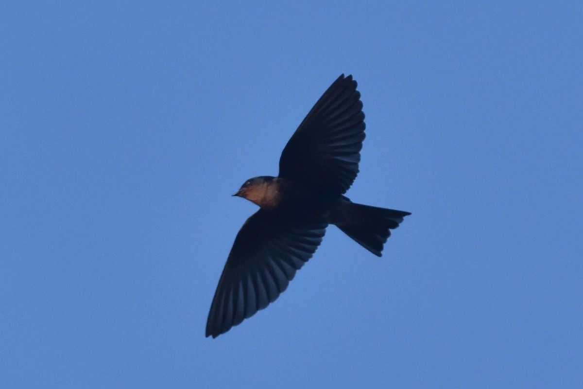 Pacific Swallow (Tahiti) - ML327277301