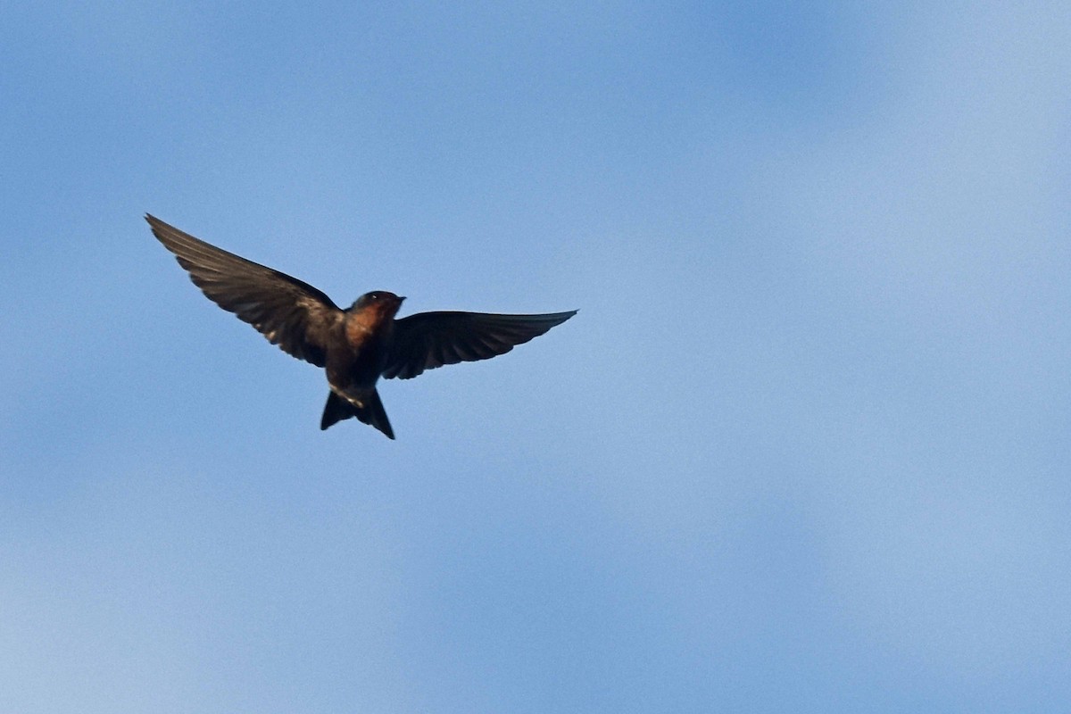 Pacific Swallow (Tahiti) - ML327277311
