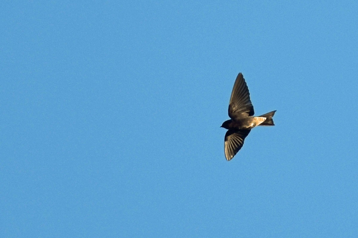 Pacific Swallow (Tahiti) - ML327277341