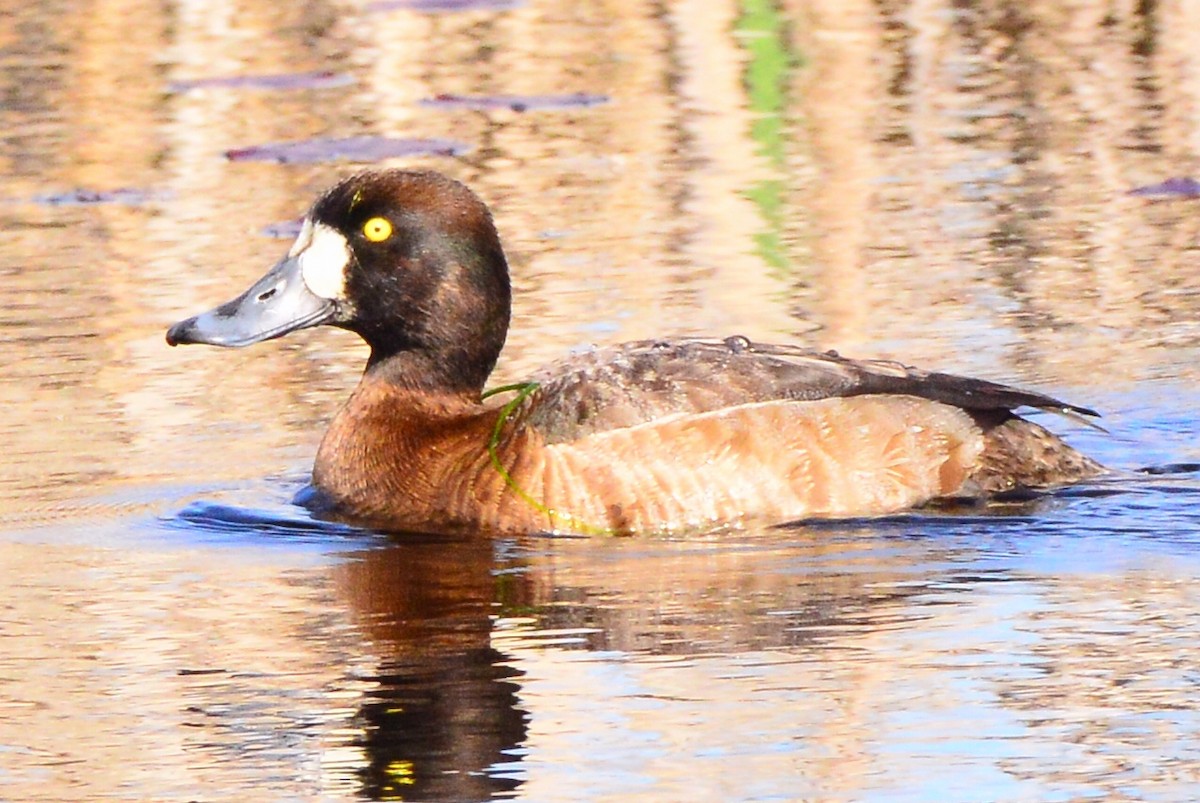 Greater Scaup - Bill Elrick