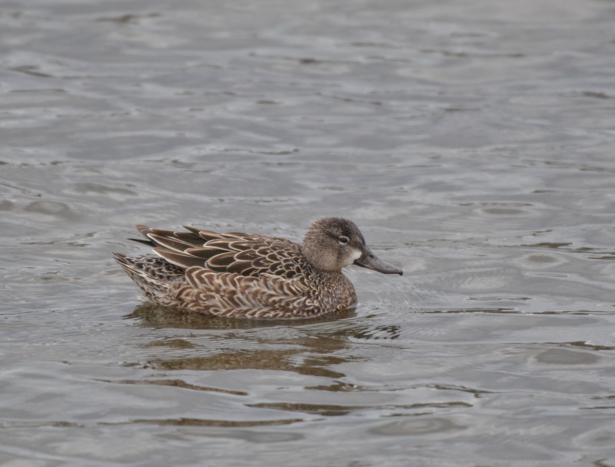 Blue-winged Teal - ML327296051