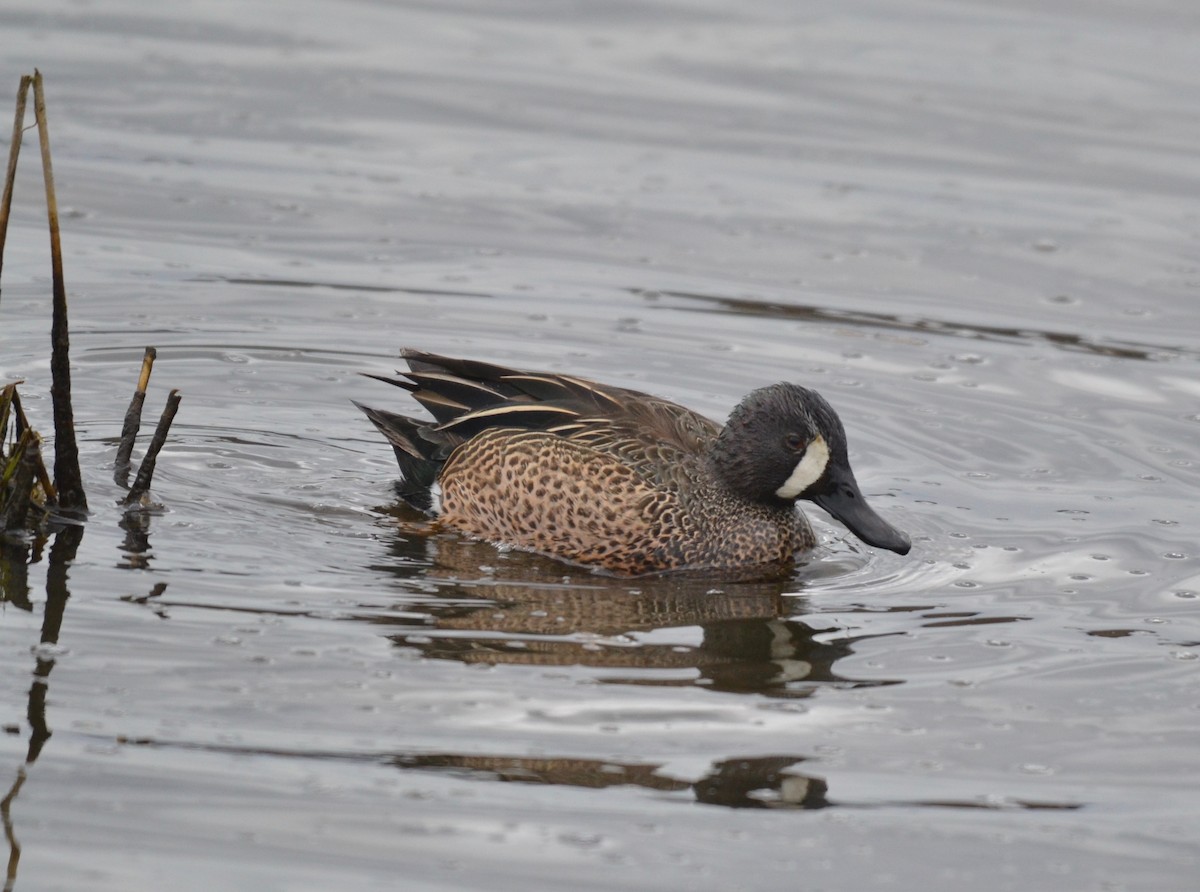 Blue-winged Teal - ML327296061