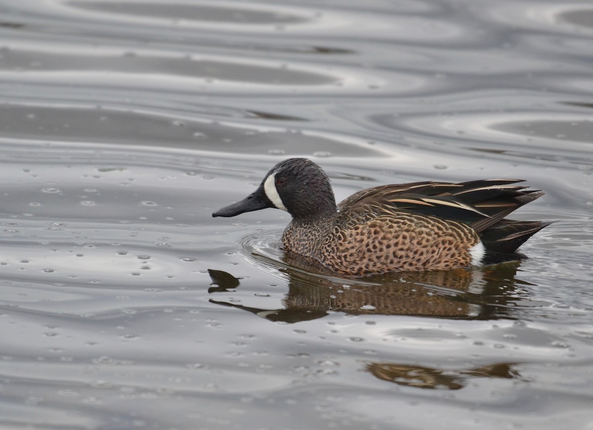 Blue-winged Teal - ML327296071