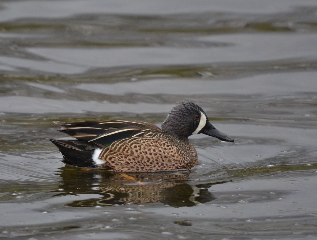 Blue-winged Teal - ML327296081