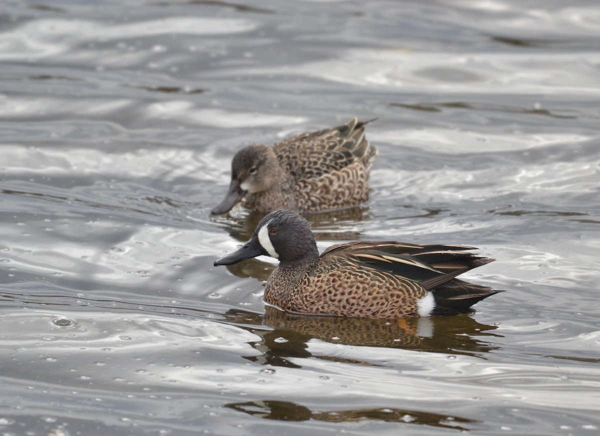 Blue-winged Teal - ML327296091