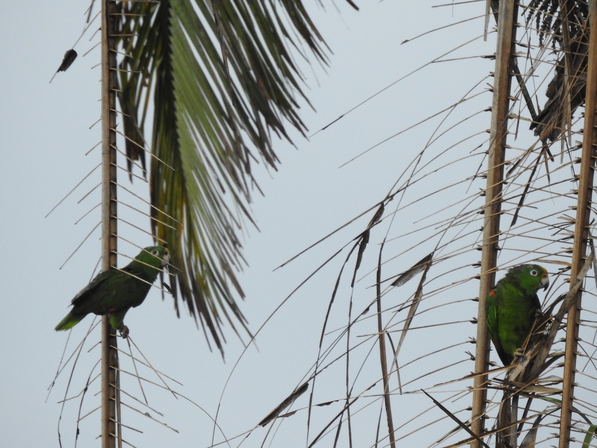 Yellow-crowned Parrot - ML327297031