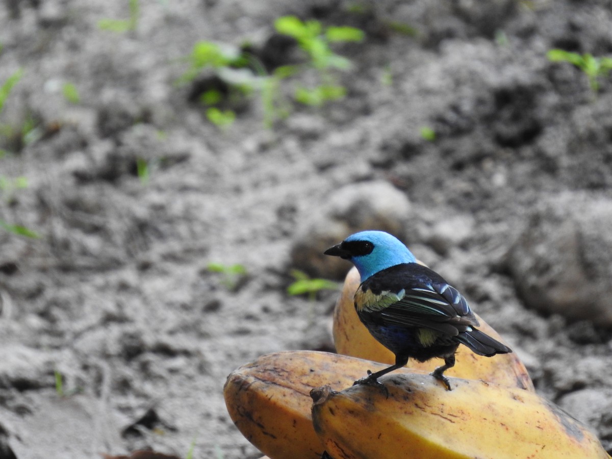 Blue-necked Tanager - ML327297111