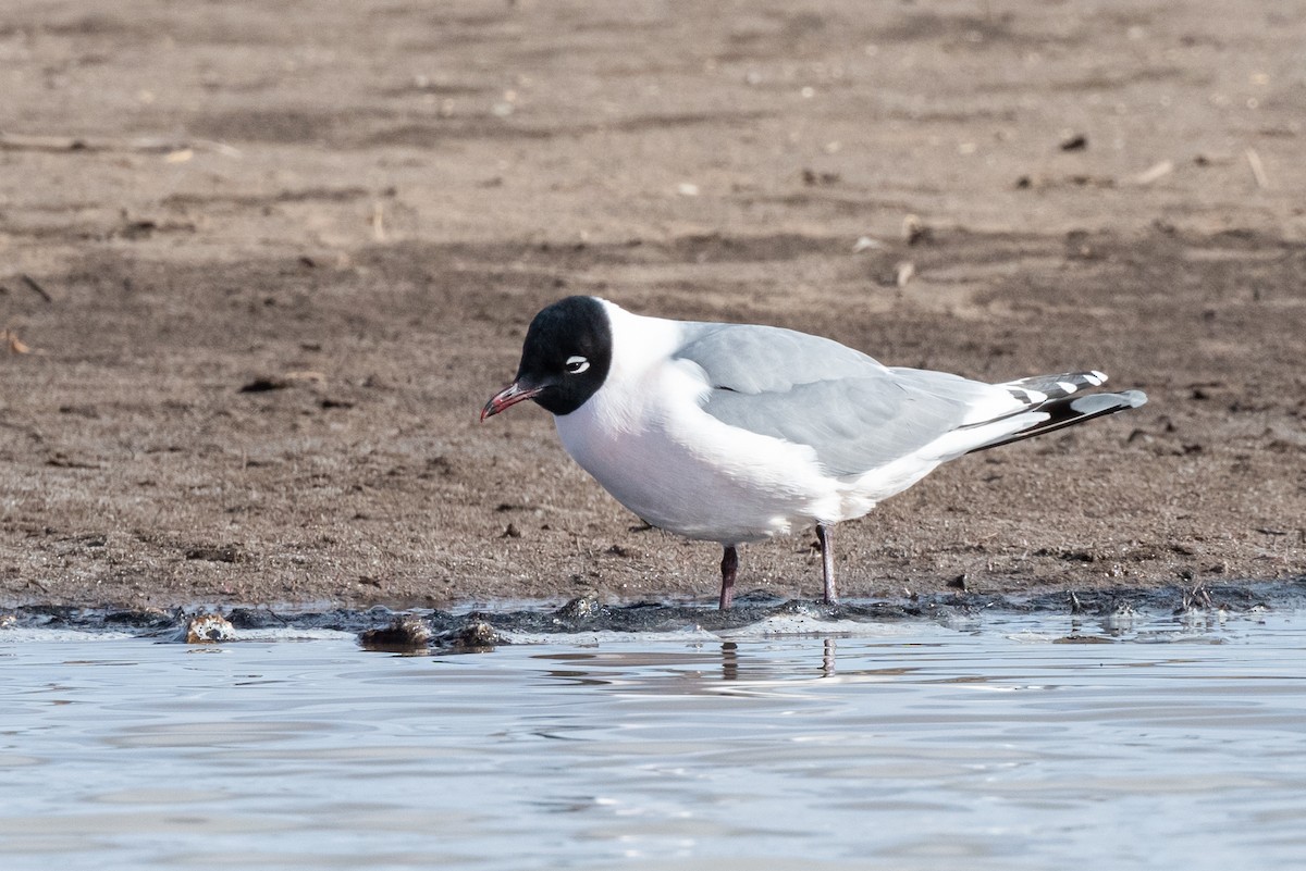 Franklin's Gull - Mike Thompson