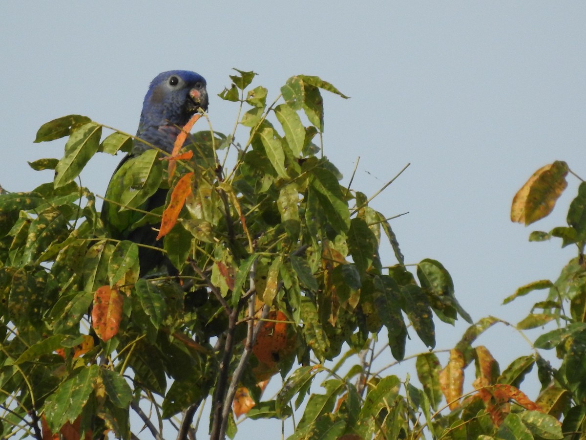 Blue-headed Parrot - ML327309901
