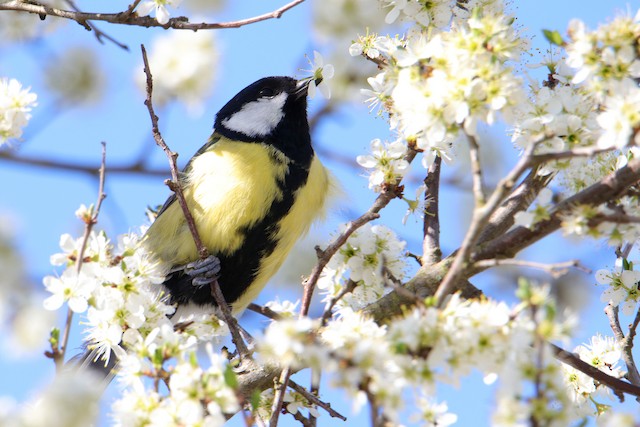 Feeding on, or among, flowers. - Great Tit - 