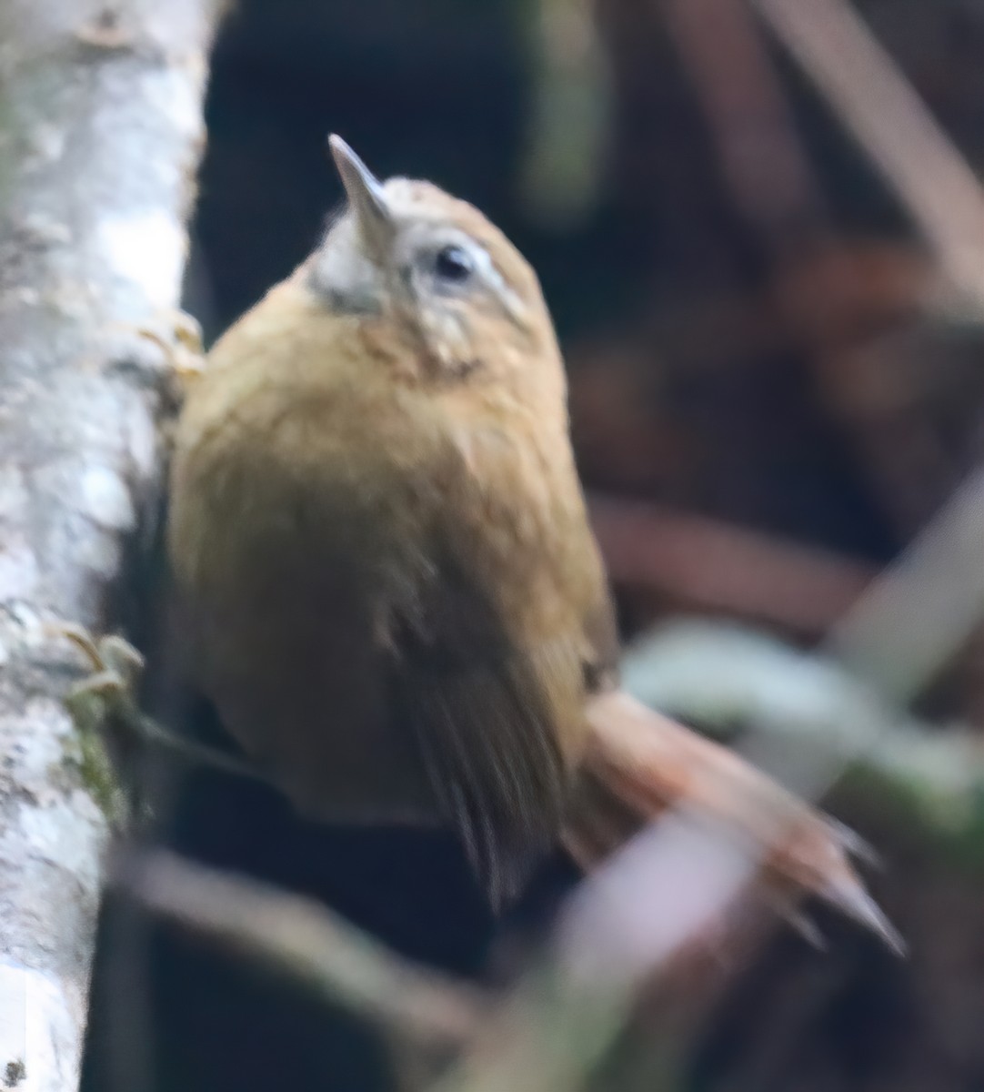White-browed Spinetail - ML327326451