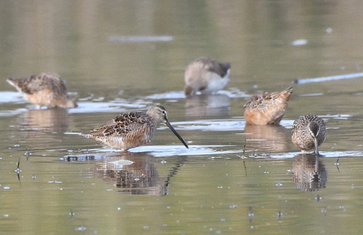 Long-billed Dowitcher - ML327327021