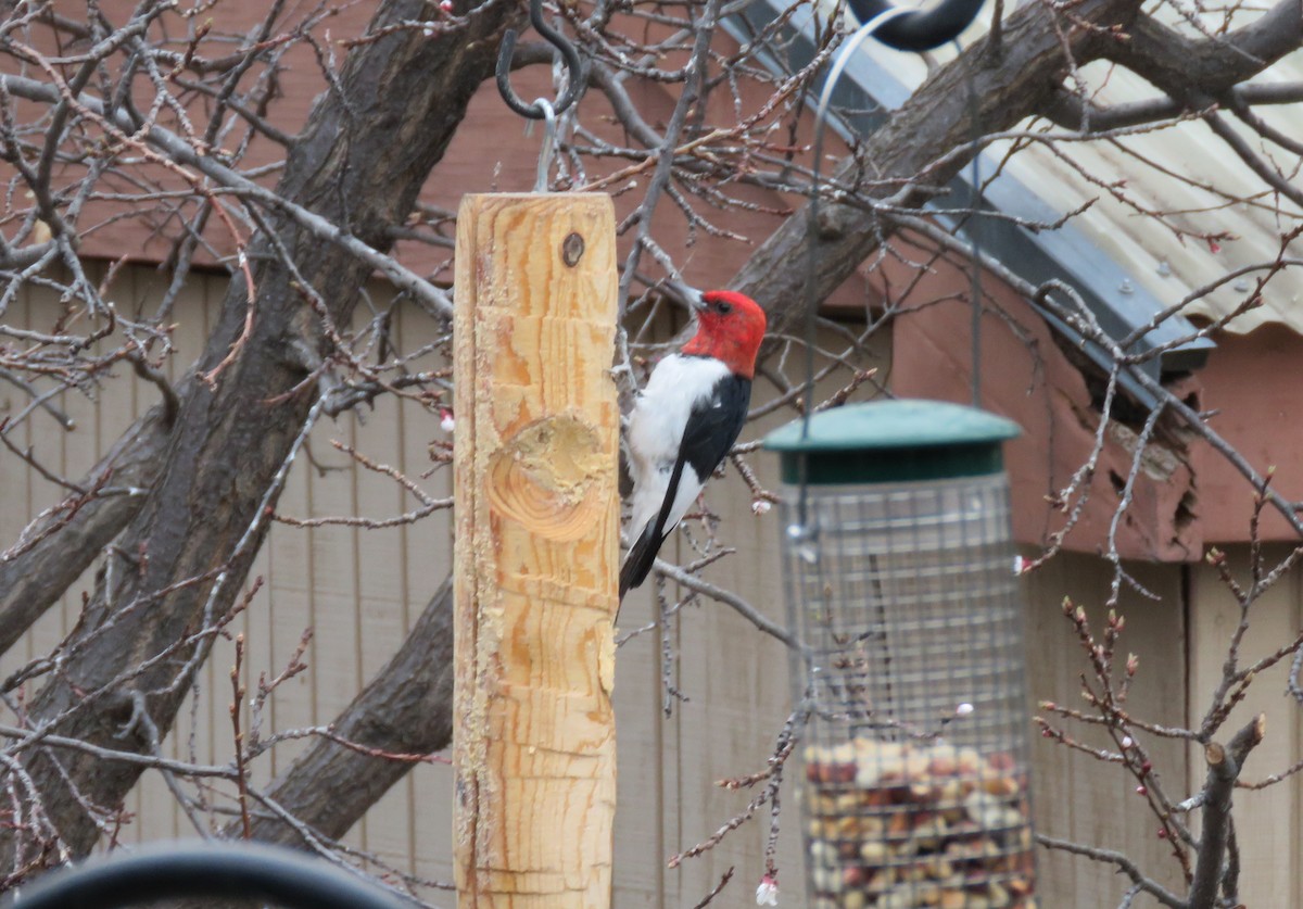 Red-headed Woodpecker - ML327335391