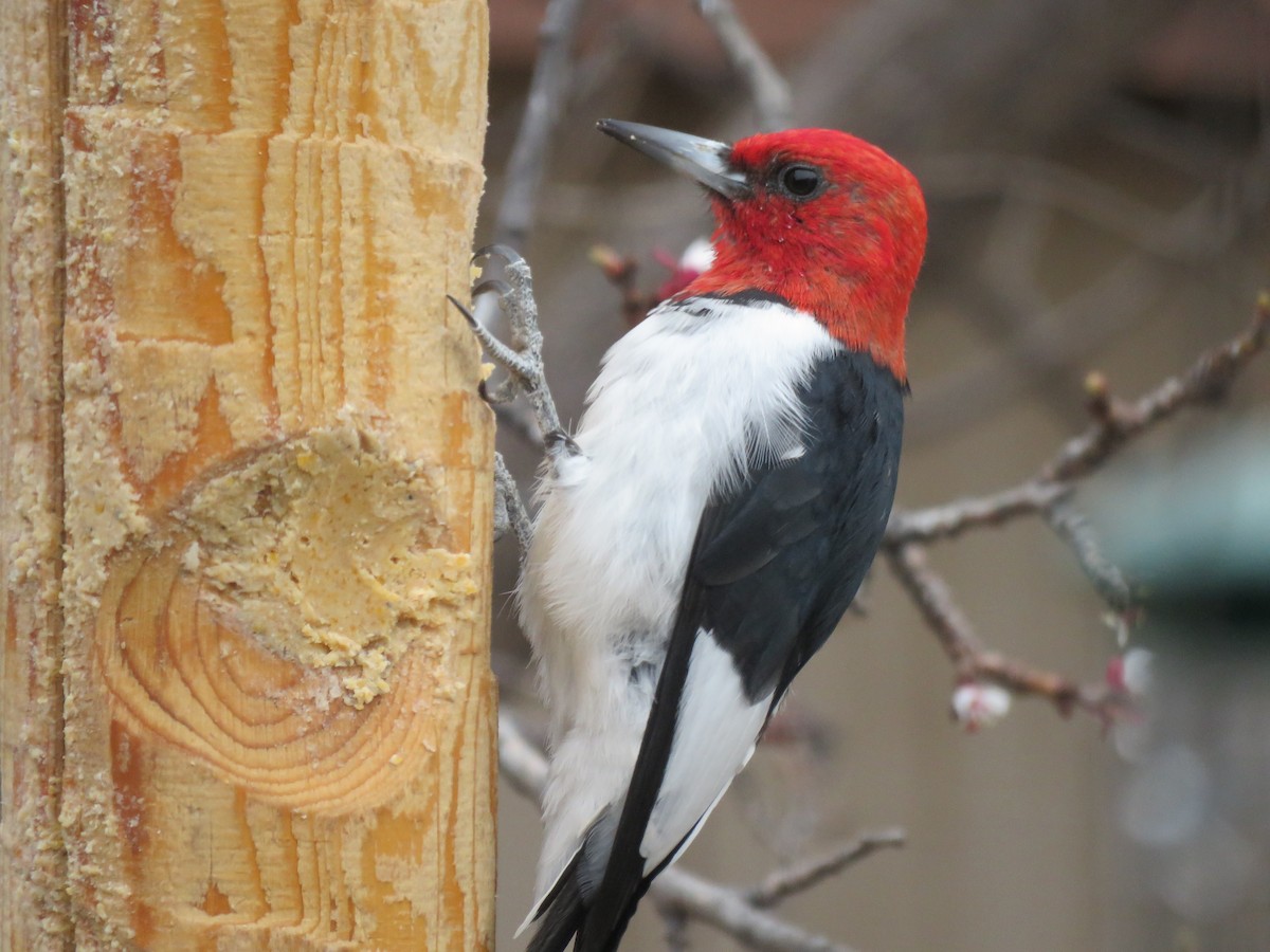 Red-headed Woodpecker - ML327335471