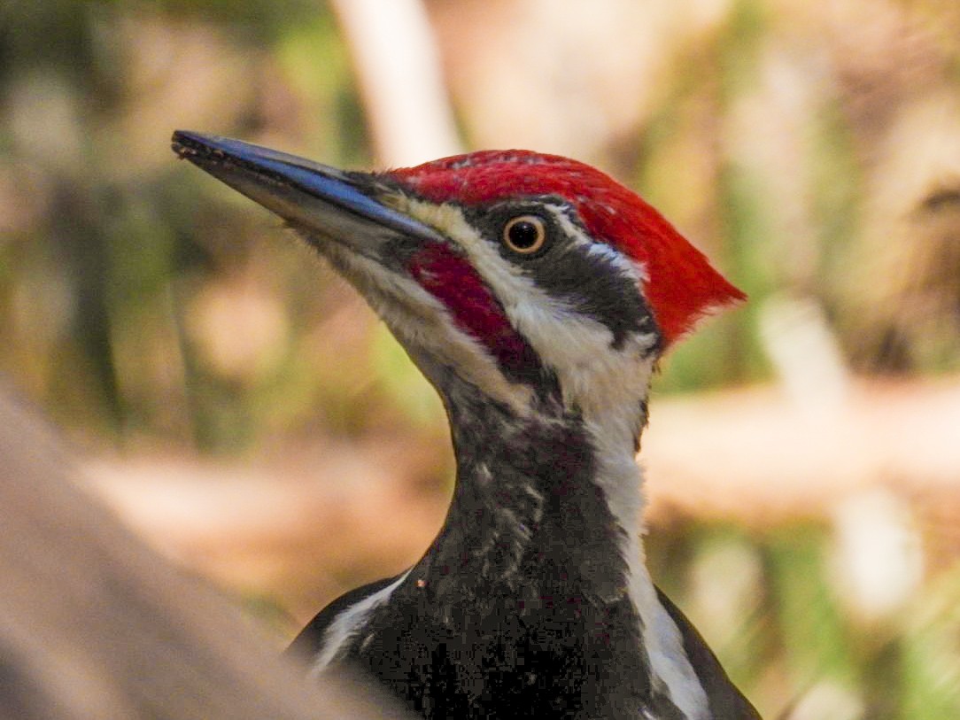 Pileated Woodpecker - ML327339561