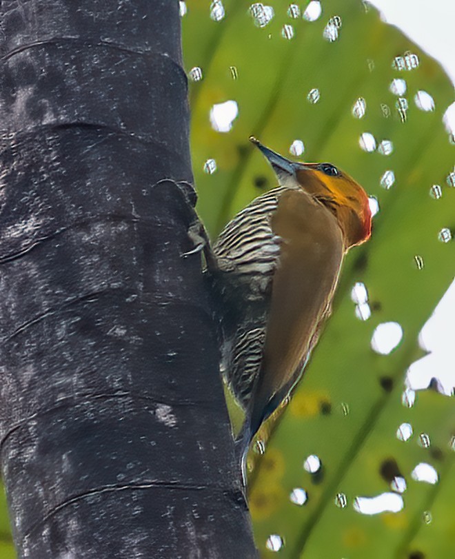 White-throated Woodpecker - ML327339841