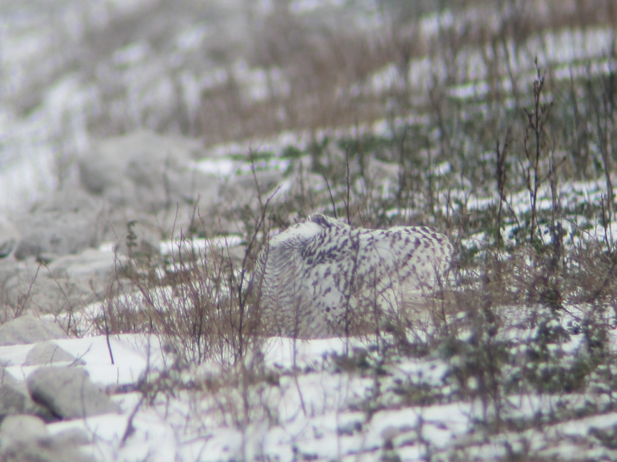 Snowy Owl - ML32734441