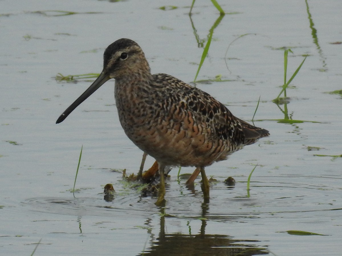 Long-billed Dowitcher - ML327344691