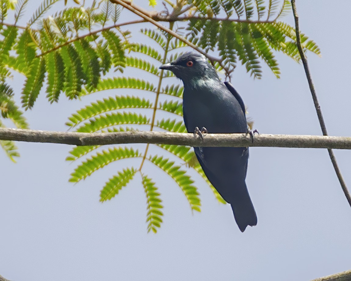 Short-tailed Starling - ML327345691