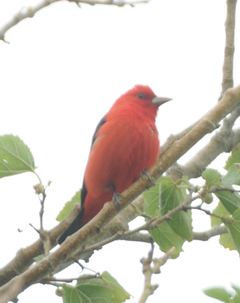 Scarlet Tanager - ML327346961