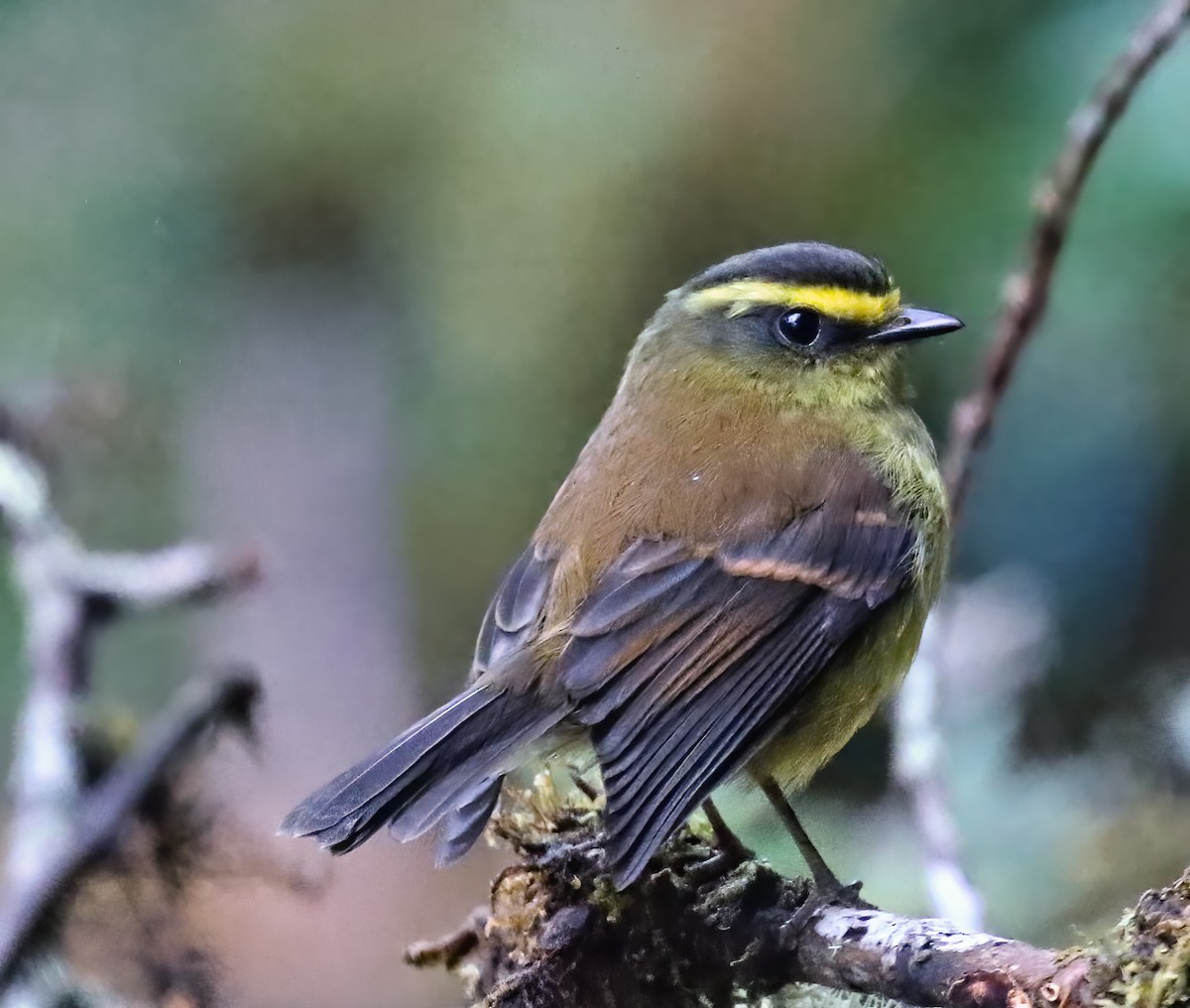 Yellow-bellied Chat-Tyrant - ML327347161