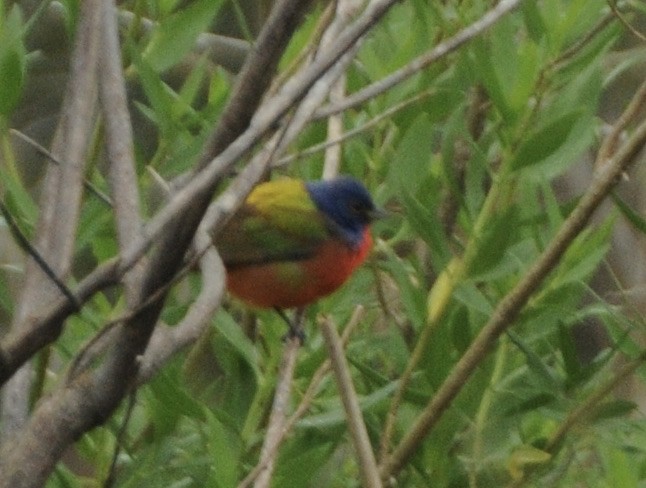 Painted Bunting - ML327347221