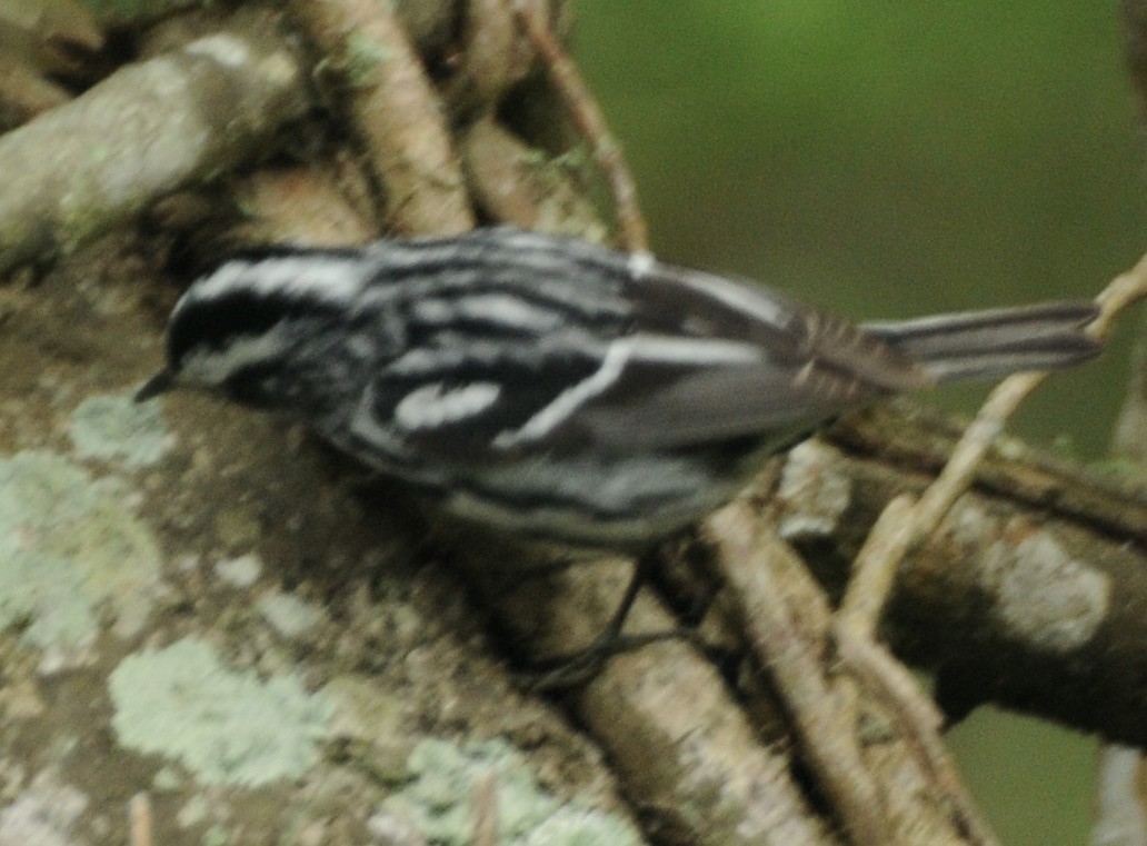 Black-and-white Warbler - ML327347961