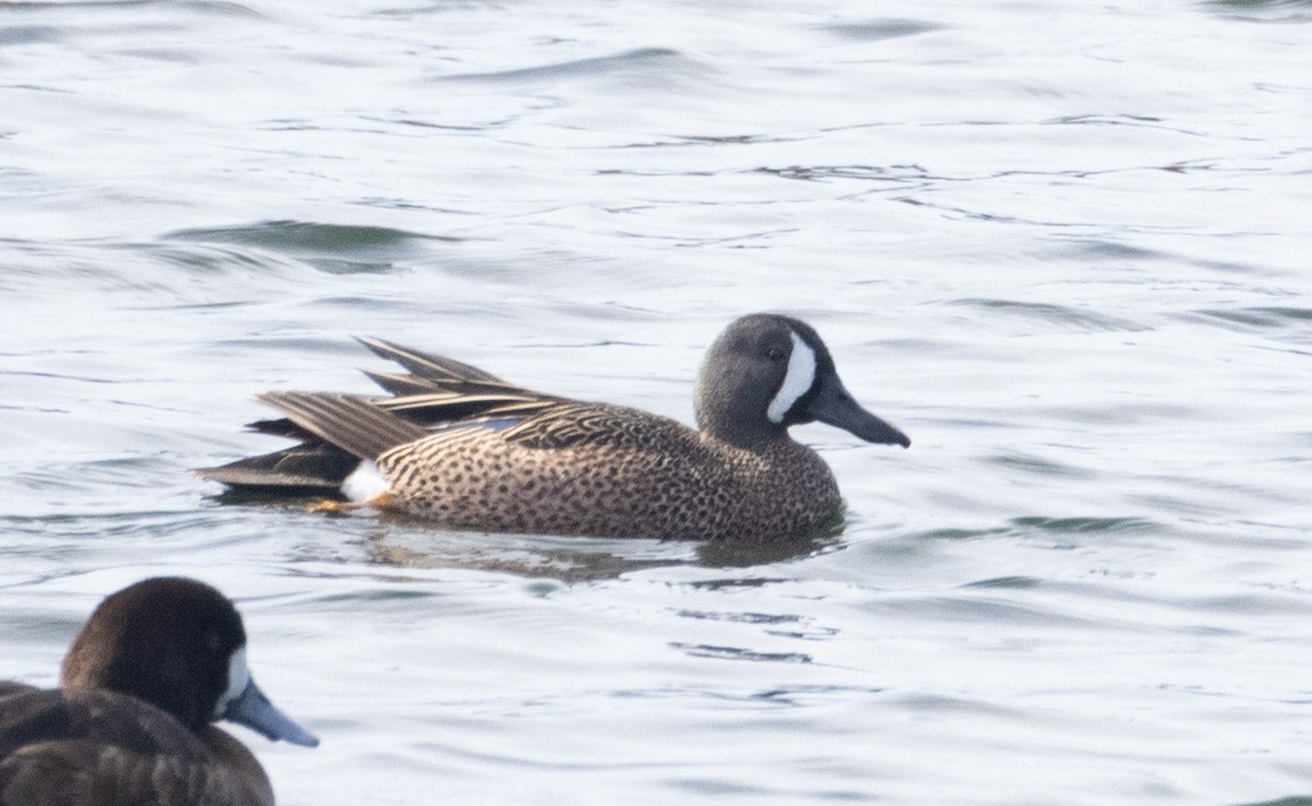 Blue-winged Teal - ML327356021