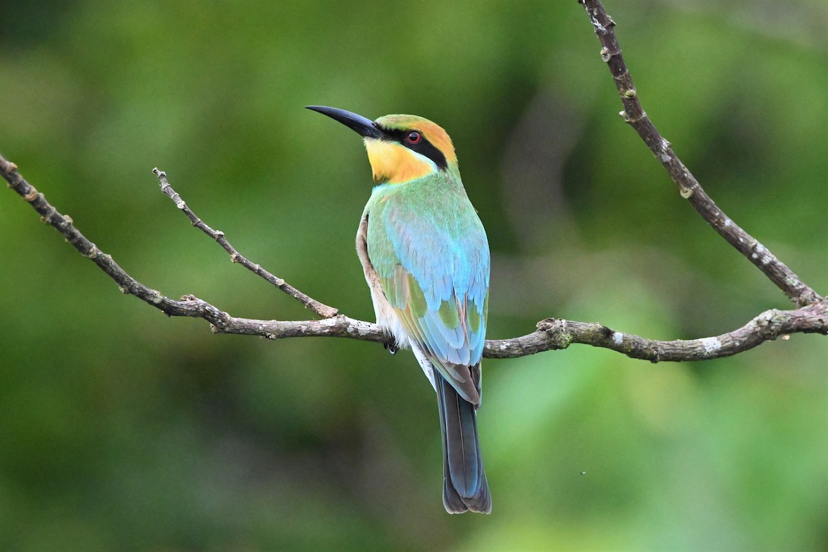 Rainbow Bee-eater - Trevor Evans