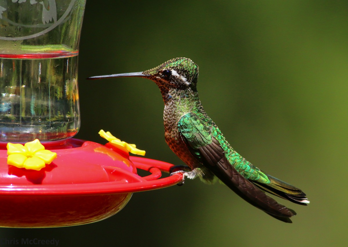 Rivoli's Hummingbird - ML32735761