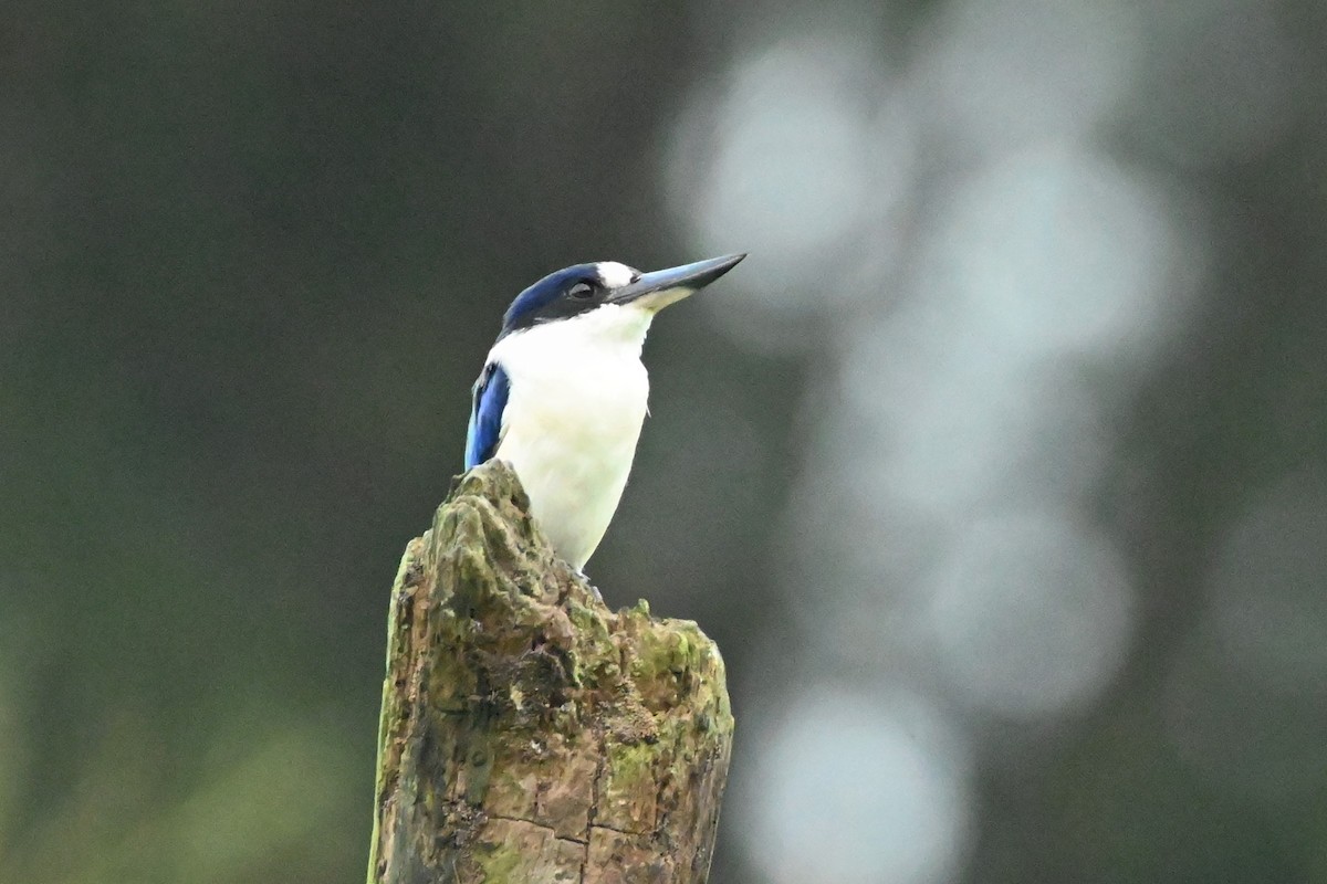 Forest Kingfisher - ML327357831
