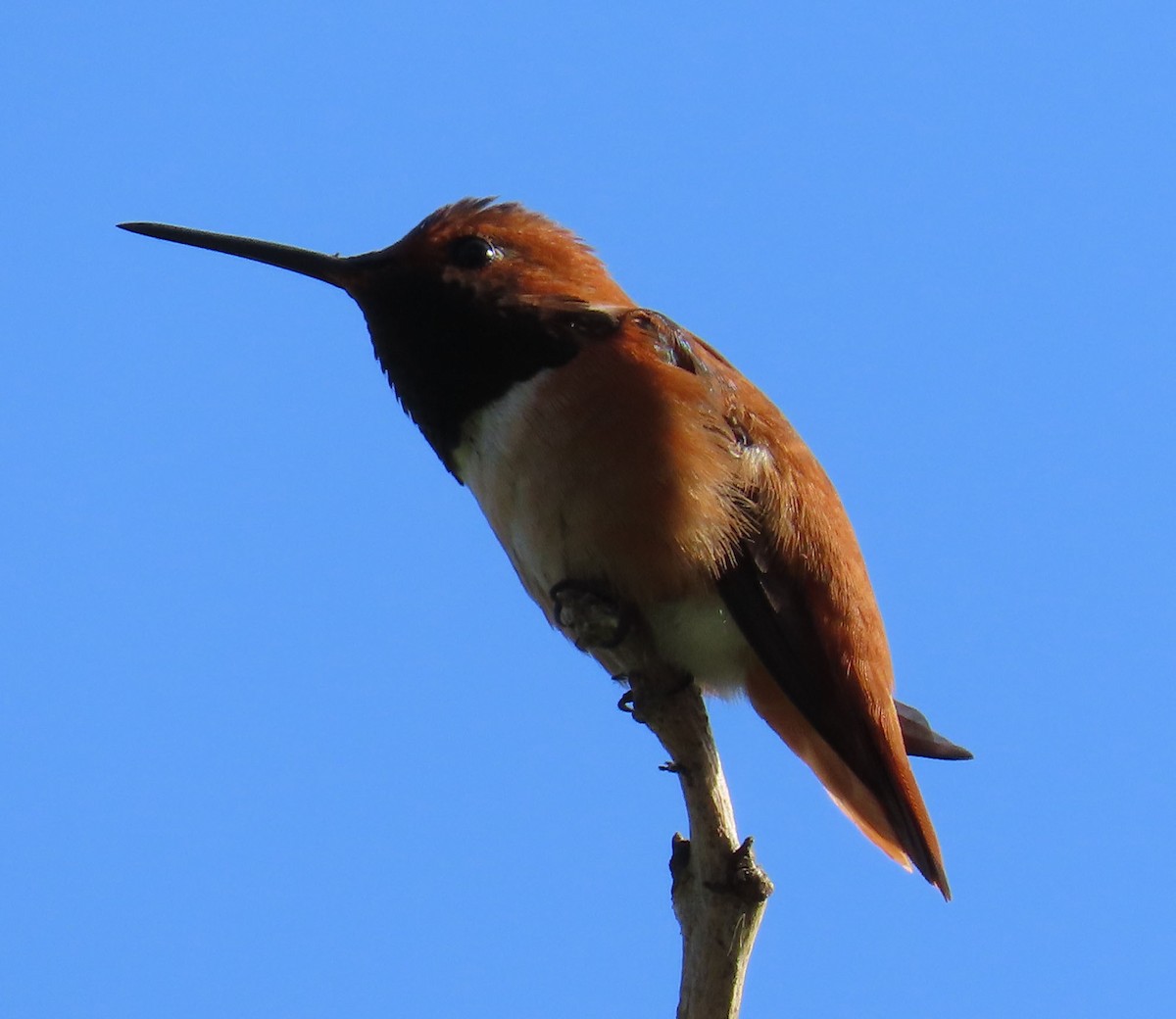 Rufous Hummingbird - ML327360641