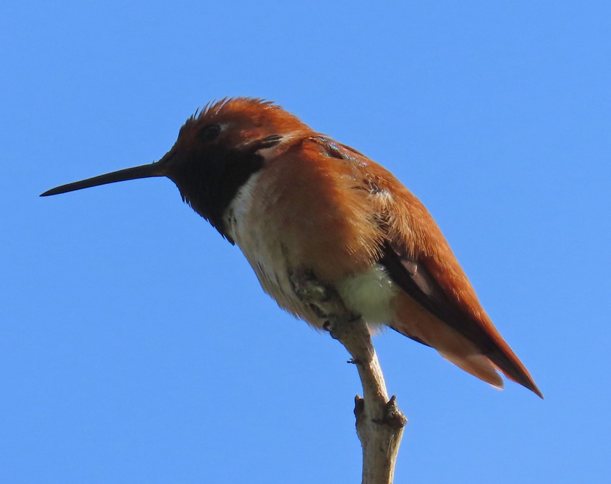 Rufous Hummingbird - Diane Etchison