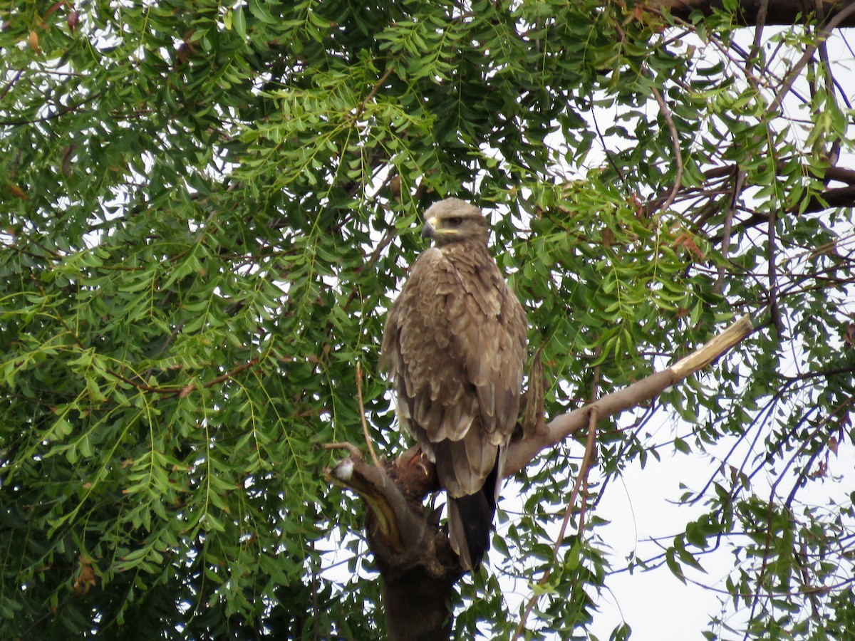 Indian Spotted Eagle - Ashish Bhatt