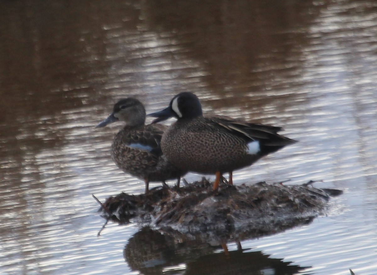Blue-winged Teal - ML327362021