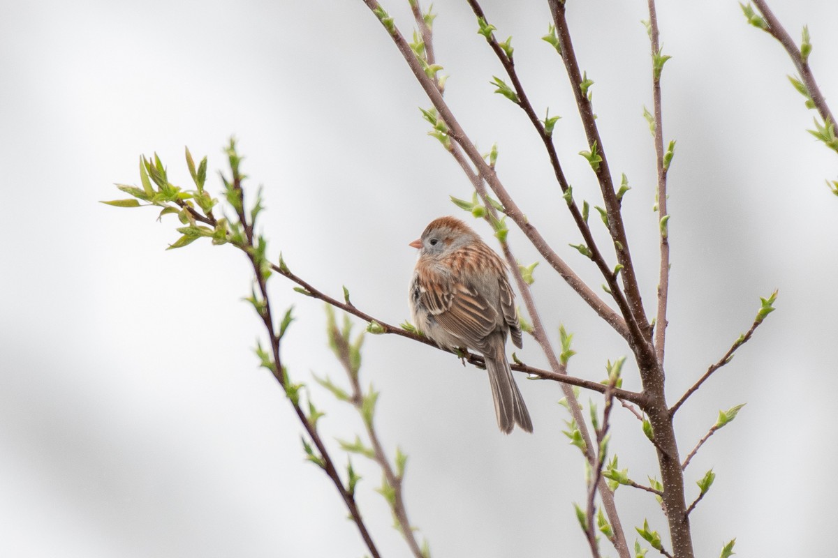 Field Sparrow - ML327362741