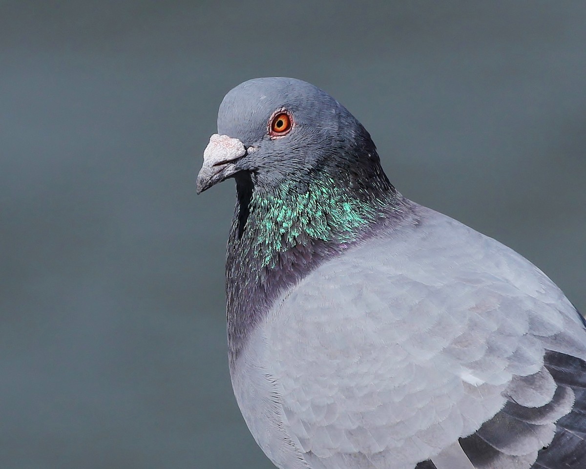 Rock Pigeon (Feral Pigeon) - Rick Franks