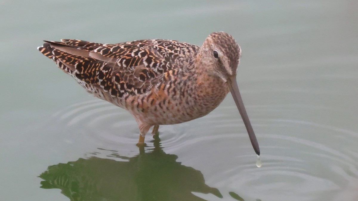 Long-billed Dowitcher - ML327367431